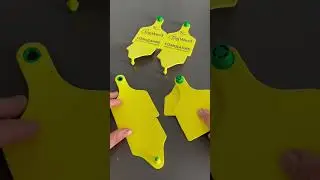 Большая двойная бирка для КРС производитель TagWest (Беларусь)