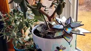 How to Make a Succulent Using Re-cycled, Rainbow Casting, DVD Pieces