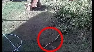 Owner fights python to save her nine month old puppy | Video