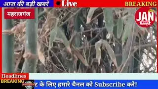 भिटौली थाना क्षेत्र के ग्राम सभा किशुनपुर टोला टीकूलहिया मे बाँस में दिखा विशालकाय अजगर ग्रामीणों