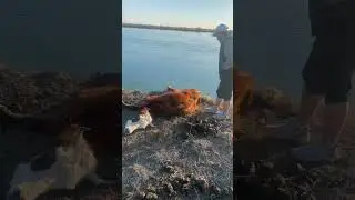 Операция спасти корову часть 1