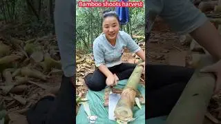 Bamboo shoot fast cutting method, one slice is good, fresh crisp sweet。   竹筍快速切割法，一削即好，鮮嫩脆甜，種植收穫