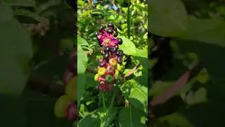 Toxic Pokeweed