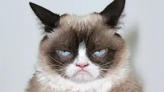 10 Animals That Are Internet Famous