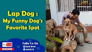 Lap Dog : My Funny Dog's Favorite Spot