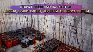 Предзаказ саженцев Самара 2024