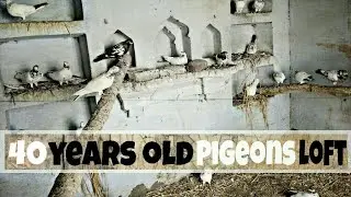 40 years old pigeons loft || Pigeons old breed ||  kabootar ka darba