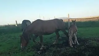 Выпустили молодых жеребцов на прогулку
