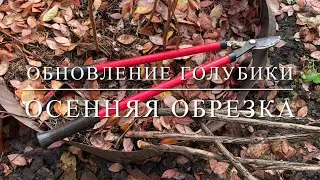 Обновление голубики / Осенняя обрезка