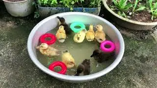 Funny baby duck swimming and eating