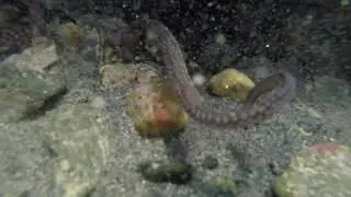 Ujek Octopus, Greece