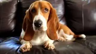 Barkley The Basset Being a bit of a smart dumb dumb