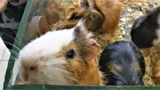 Max at the zoo feed animals zoo videos for kids