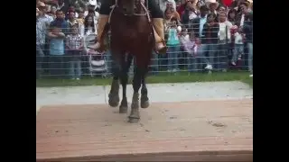 Can Horses Jerk!!!