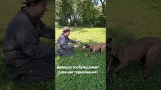 Выравниваем нервный импульс.  #малинуа #собака #семья
