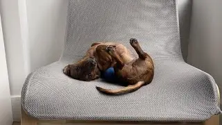Mini dachshund is bored