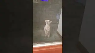 #youtube #youtubeshorts #funnyshorts #instagram #funny #laugh #lol #dog #dogs