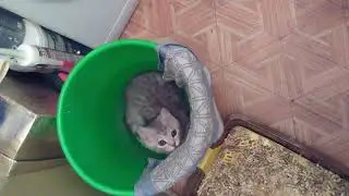Кошачья неожиданность