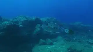 Scrawled Filefish