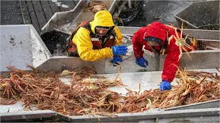Catching Tons of Snow Crabs at Sea - Amazing crab catching skills of skilled fishermen