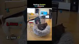 Ranking Cats Being Absolutely UNHINGED pt.29 