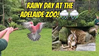 Rainy Day at the Adelaide Zoo! 🌧🌧