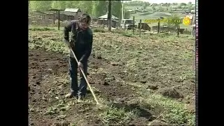 Плоскорез Фокина - сорняков нет, благо для земли