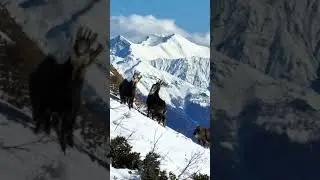 Кавказские серны на курорте Роза Хутор! 