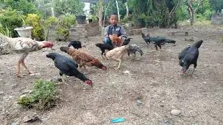 Cara mudah budidaya ayam kampung di alam terbuka