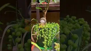 Гортензії, що цвітуть у саду, створюють казковий куточок серед інших рослинок.
