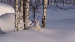 Хатсан 65 Смерть зайца