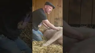 MAX the RUNAWAY SLAUGHTER PIG 🐖 says 