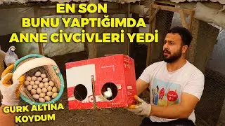 İnşallah CİVCİVLERİ Yemez ! Keklik Yumurtalarını Gurk Altına Koyduk - Bıldırcınları Taşıdım