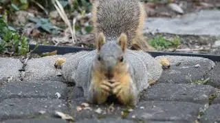 Calm Squirrel