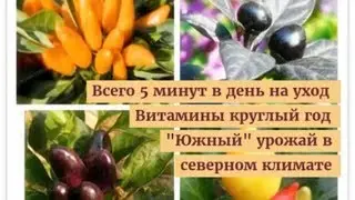 Экодар  - фруктовые мини-деревья в горшках "экодар": купить здесь!