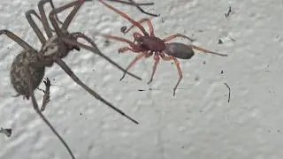 Tegenaria contre Dysdera, combat sans merci.