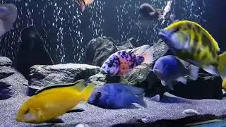 MIXED AFRICAN CICHLIDS | 135G | M.A.C. GROUP | 4k