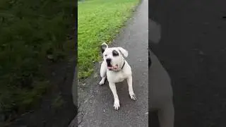 American Bulldog