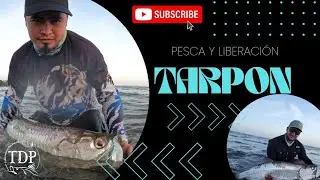 PESCA DE SABALO EN DESEMBOCADURA // captura y libera