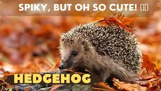 The World of Hedgehogs: Fun Facts and Trivia in  4k (Ultra HD)| Nature's Sweet Tales.