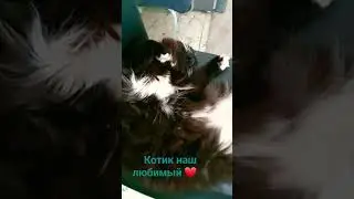 котики#cat#