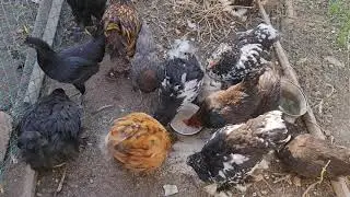 выгодно ли заниматься породистой птицей , мой опыт .