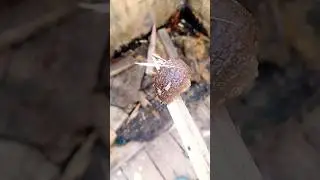 Вы удивитесь! Так размножаются слизни 🤮 