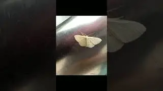 Lesser cream wave insect