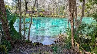 Over 40 manatees at Three Sisters Springs - Florida