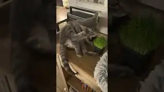 Территория настоящих КОТЭ!!! Атмосферное местечко в Москве.