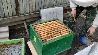 Зимовка семьи,с заклещенностью 4% на начало сентября, просто жесть :))