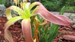 The Colorado Kid Daylily Blog Photos June-July, 2016