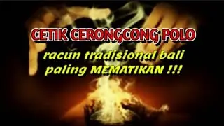 leak bali, cetik cerongcong polo racun tradisional bali, paling mematikan !!!