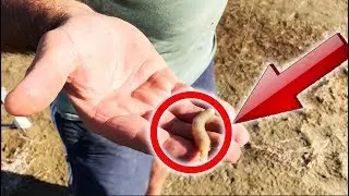 VOUS NE DEVINEREZ JAMAIS CE QU'ON FAIT AVEC ÇA !!!!!!!!!!!!! PECHE EN MEDITERRANEE